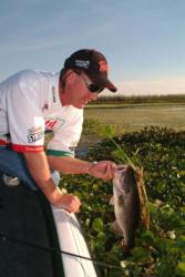 Flipping expert and Castrol pro Mike Surman of Boca Raton, Fla., digs another bass out of Okeechobee's thick hyacinths.