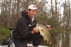 Chunky Atchafalaya bass like this one caught by pro Bernie Schultz of Gainesville, Fla., will go a long way in making the big money this week.