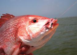 Anglers making the long run to offshore areas near Jekyll Island, Ga., are often rewarded with heavy grouper and snapper.