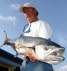 Kingfish are common in Dry Tortugas' clear waters.