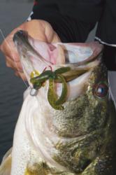 A largemouth bass falls for a bug bait.