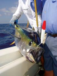 A wooden plug is irresistible to yellowfin tuna.