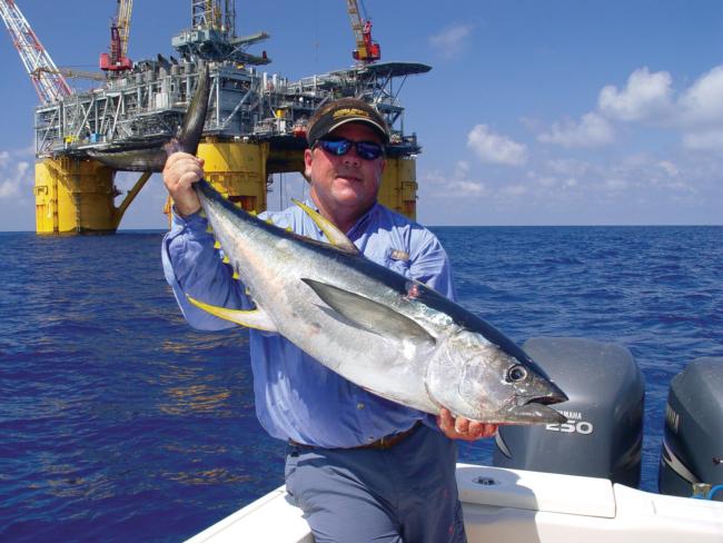 Alex Leva and crew go no closer than 50 yards to oil rigs to avoid encounters with barracuda. Not only can the toothy predators take out trolled baits, they can also hit hooked tuna, such as this one caught by Troy Nelson.