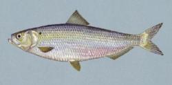 Blueback herring photo courtesy of the U.S. Fish and Wildlife Service