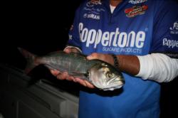 Live bluefish will be one of the key baits that teams will troll for big kingfish.