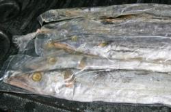 Dead ribbonfish, usually trolled behind downriggers make a good complement to live baits trolled near the surface.