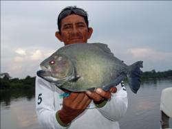 Growing to several pounds, black piranhas offer great light tackle action, plus they make excellent catfish bait.