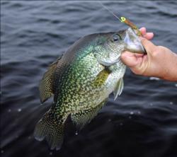 Small jigs, often tipped with minnows are the common offering for crappie.