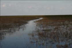 A drop in water level on Lake Okeechobee has turned vast fields of fishable water into mere boat lanes through thickets.