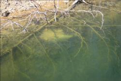Lay-downs are great places to begin searching for bedded bass. The contrast of a clean bed is often easy to spot.