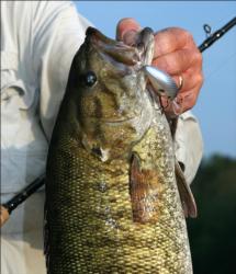 Shallow diving crankbaits can prove highly effective on spring smallies.