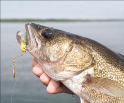 Oddball baits, like this safety-pin-type spinner, can be successful for walleye fishing.