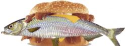 To the eyes of a Lake Lanier spotted bass a blueback herring looks like a wonderous Monster Thickburger.