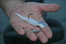 Baits that imitate the blueback herring will be highly popular on Lake Lanier.