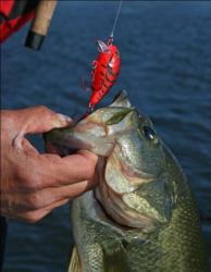 Crankbaits of various sizes are effective for working the edges of grass beds.