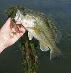 During spring and summer, Potomac bass often arrive with a load of vegetation.