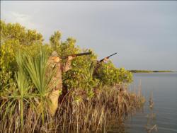 Coastal duck hunters often utilize natural cover such as mangrove trees as blinds.