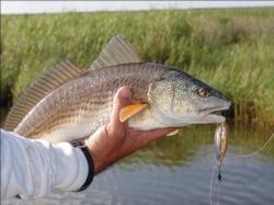 Throughout the Gulf Coast, redfish is the most common coastal species paired with a duck hunt.