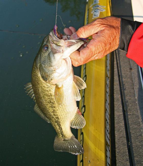 Largemouth are suckers for the easy pickings of a drop-shot bait. Small, limber worms appear lifelike even when a drop-shot sits perfectly still.