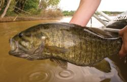 Where you find one smallmouth bed, you are likely to find several, so fish the area carefully.