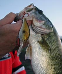 Moving baits, such as crankbaits can be highly productive in windy weather.