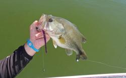 A drop-shot equipped with a large worm can be an effective tool for enticing bass to bite in many diverse conditions.