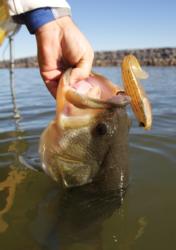 Slow-rolling swimbaits works in every season. The key is to maintain bottom contact for bottom-feeding fish or count the lure down to suspended fish. 