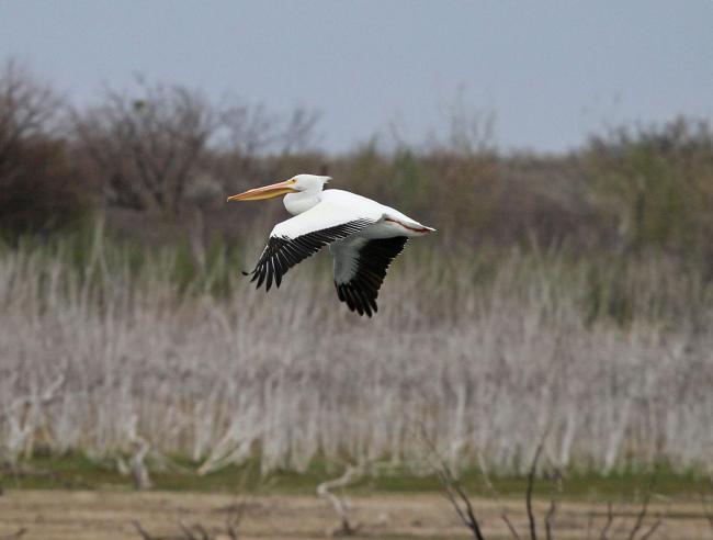 Lake Amistad and the greater Rio Grande reservoir area offers up abundant wildlife for anglers and nature lovers alike.