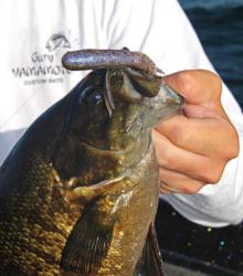 The tube is a traditional smallmouth weapon, but the drop-shot is less susceptible to break-offs caused by bottom-dwelling zebra muscles. 