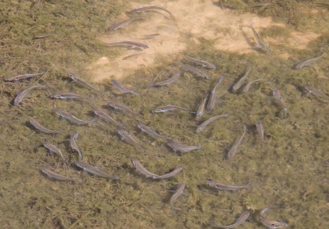 Large schools of shad and other baitfish move shallow during fall and bass follow.