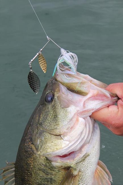 The flash and vibration of a spinnerbait looks like a mouthful of shad to hungry fall bass.