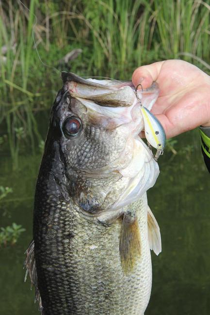 Shallow running crankbaits enable anglers to cover lots of water to find fall bass.