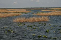 Unique to Florida lakes, Kissimmee grass remains emergent year-round and provides prime bass habitat.