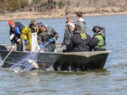 Considering that 50- or 75-pound carp routinely tear up nets worth about $350, many commercial fishermen aren't too keen on making sets in areas where they know the fish abound.