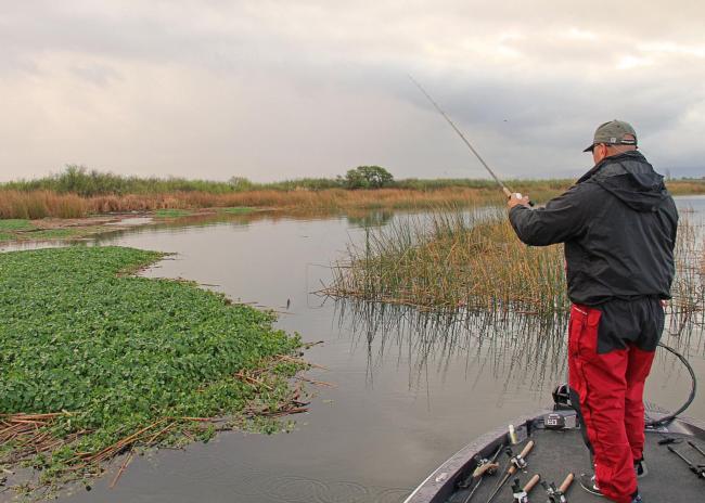 EverStart pro Ken Mah often targets blended habitat on the Delta.
