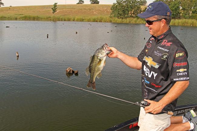 Chevy team pro Jay Yelas oftentimes will attack standing timber by first fishing a crankbait through stumps to see if he can trigger a bite. 