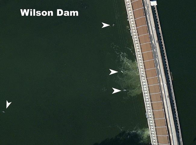 The Wilson Dam is a popular fishing location all year long. Tournament anglers can find schools of bass grouped up in the tailwaters of the dam during the summer months. 