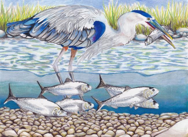 McKenna Litynski's winning entry was a colored-pencil drawing of a heron feasting on a school of American shad.