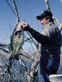 Fisheries biologist Todd Driscoll says largemouth bass aren
