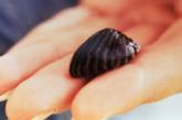 Zebra mussels are small.