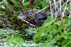 An alligator rests in thick vegetation next to Lake Toho.
