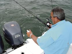 Pogie rigs are fished while anchored or slowly trolled.