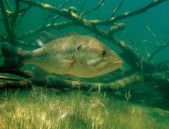 Underwater bass