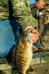 An angler boats a winter smallie on a blade bait.