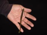 The shaky head worm will be one of the top producing baits for much of the field.