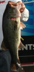 A look at what happens later when a bass swallows a plastic stickbait.
