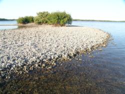 Oyster bars skirting island shorelines present redfish feeding opportunities.