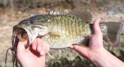 Dale Hollow Lake on the Kentucky-Tennessee offers some of the best smallmouth fishing in the South.