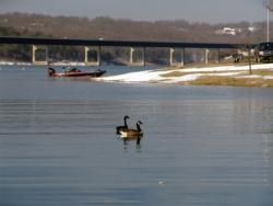 A pair of Canada geese seem curious about the activity at the Lake Norfolk Marina boat ramp.