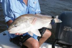 Redfish can be remarkably simple to locate and catch along inshore ledges, especially where there is shell bottom or rock.